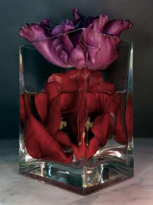 "Anamorphic Still" no 23